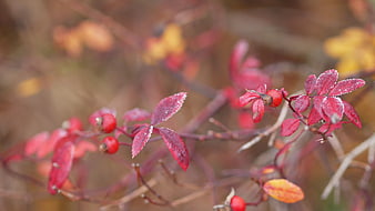 Frosty Red Rosehips and Leaves in Autumn