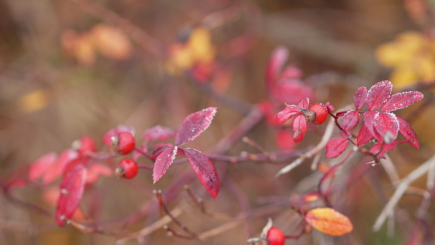 Frosty Red Rosehips and Leaves in Autumn