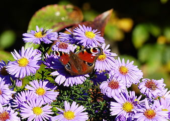 Peacock butterfly on purple aster flowers in autumn garden