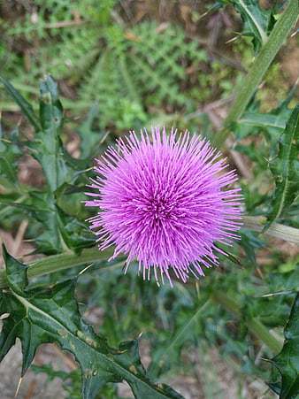 Vibrant purple thistle flower close-up with spiky green leaves