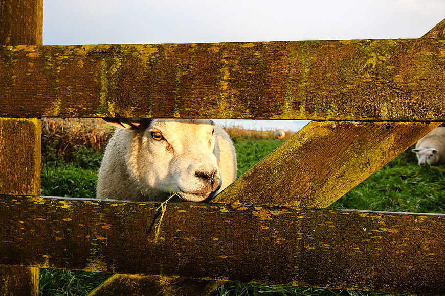 Curious sheep looking through wooden fence in autumn pasture