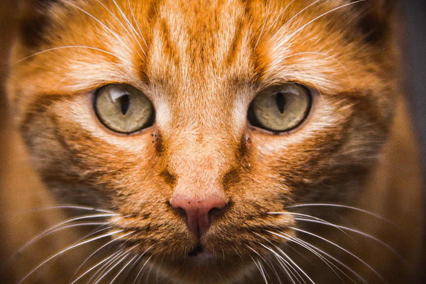 Close-up portrait of an orange tabby cat with green eyes