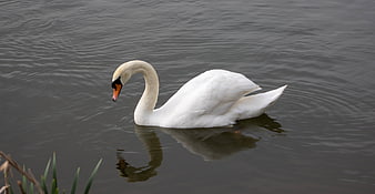 White Swan Swimming in Calm Lake Water