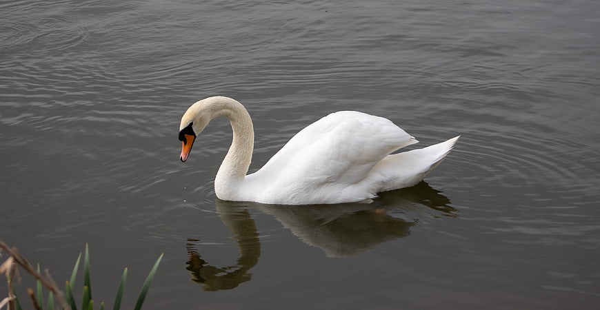 White Swan Swimming in Calm Lake Water