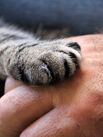 Close-up of a cat's paw resting on a human hand