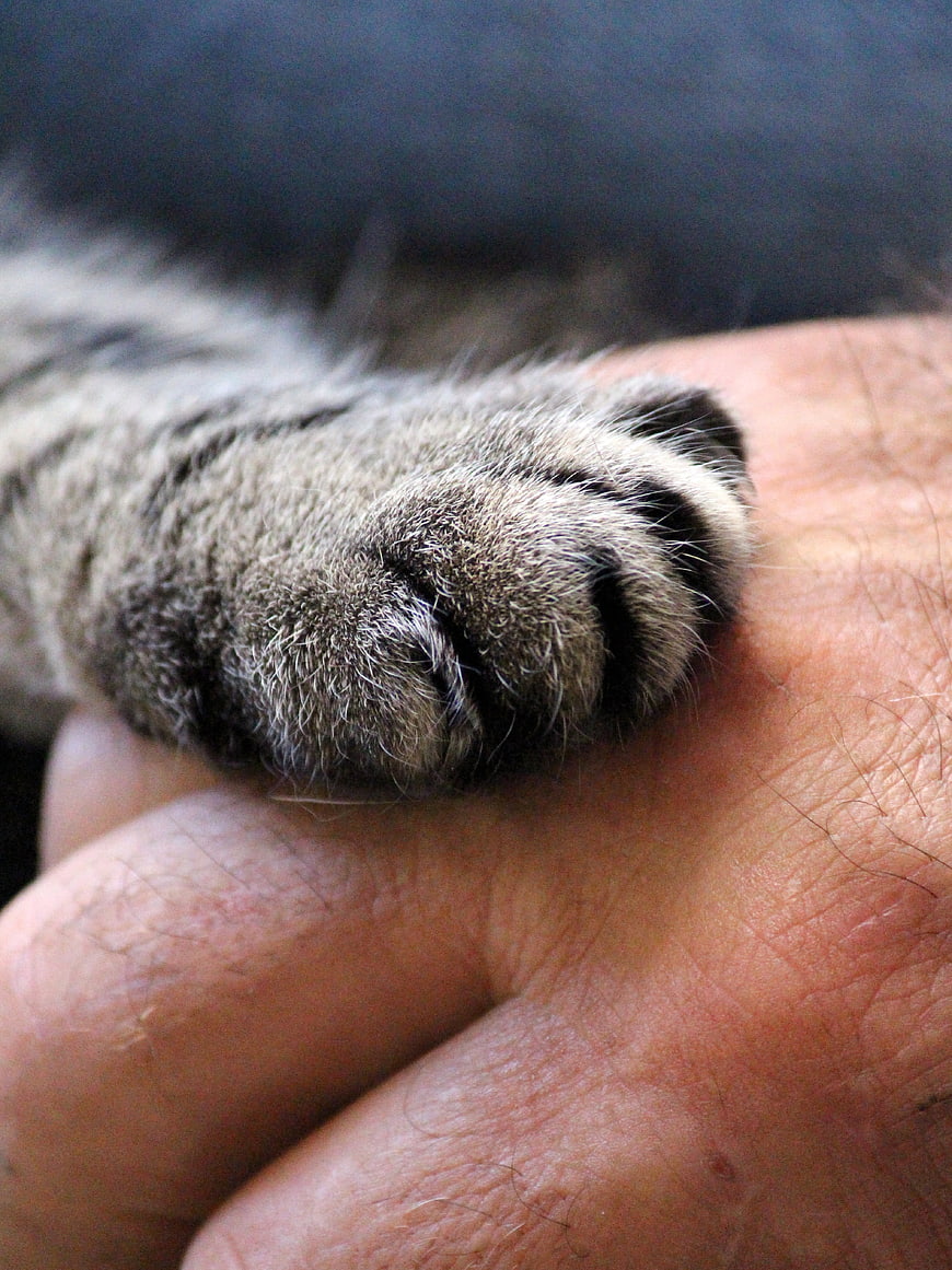 Close-up of a cat's paw resting on a human hand