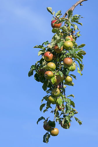 Ripe Apples Hanging From Tree Branch Against Blue Sky