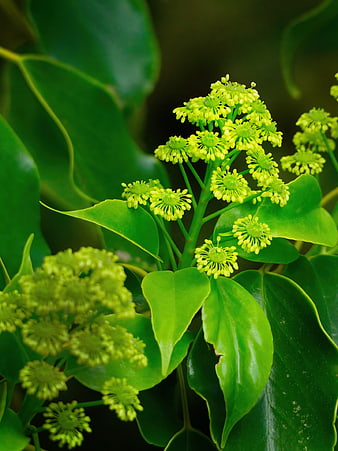 Close-up of vibrant green flower clusters and glossy leaves