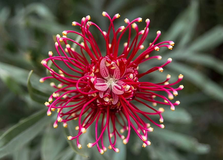 Close-up of vibrant red Grevillea flower with yellow tips