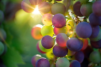 Close-up of ripening grapes with sun flare and green background