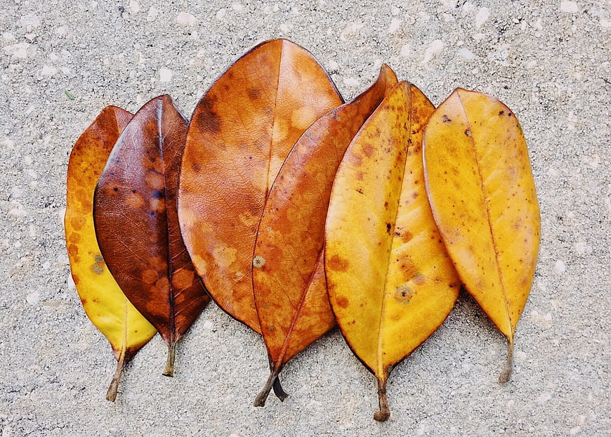 Dried Magnolia Leaves Arranged on Concrete Surface