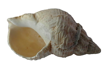 White Conch Seashell Isolated on White Background