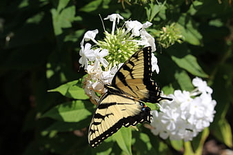 Eastern Tiger Swallowtail Butterfly on White Phlox Flowers
