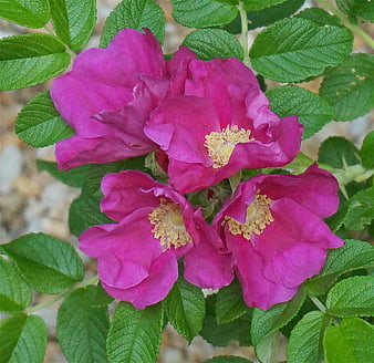 Vibrant pink rugosa rose cluster with green leaves