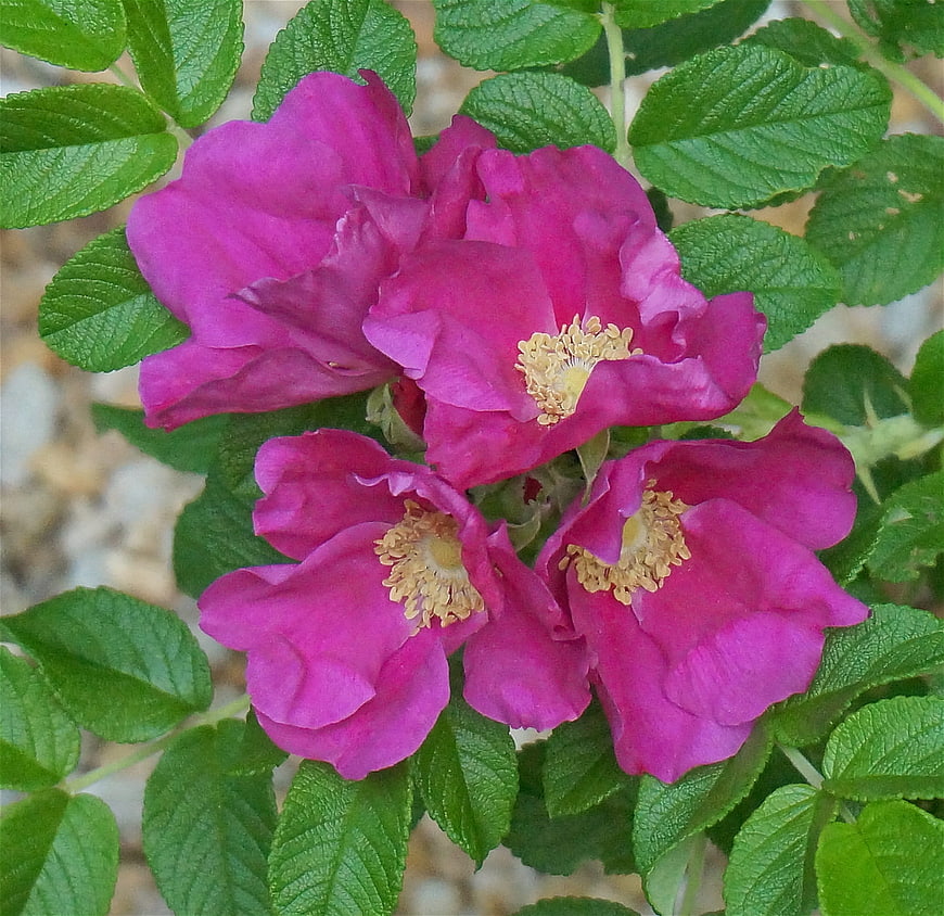 Vibrant pink rugosa rose cluster with green leaves