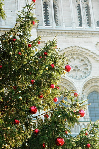 Christmas tree with red and gold ornaments in front of Notre Dame
