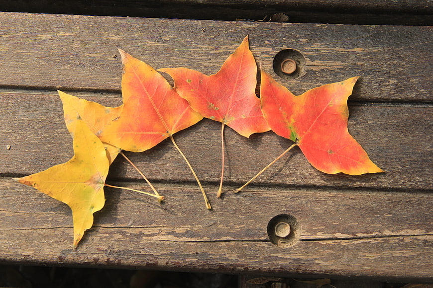 Autumn maple leaves on weathered wooden bench