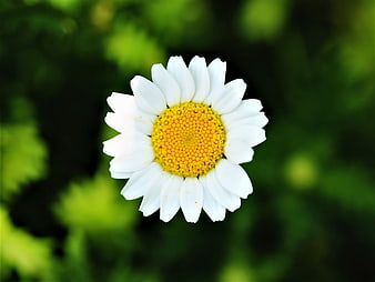 Close-up of a white daisy with yellow center on green background