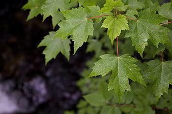 Fresh Green Maple Leaves with Raindrops