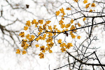 Yellow autumn leaves on tree branch against white sky