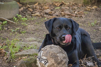 Black Labrador Retriever Licking Nose with Worn Soccer Ball