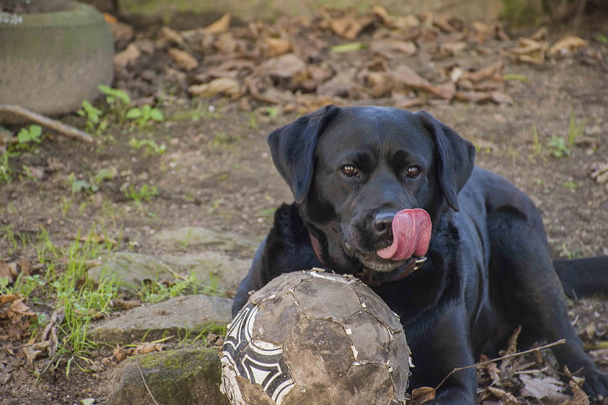 Black Labrador Retriever Licking Nose with Worn Soccer Ball