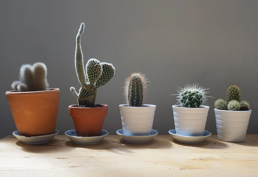Row of potted cactus plants on wooden table