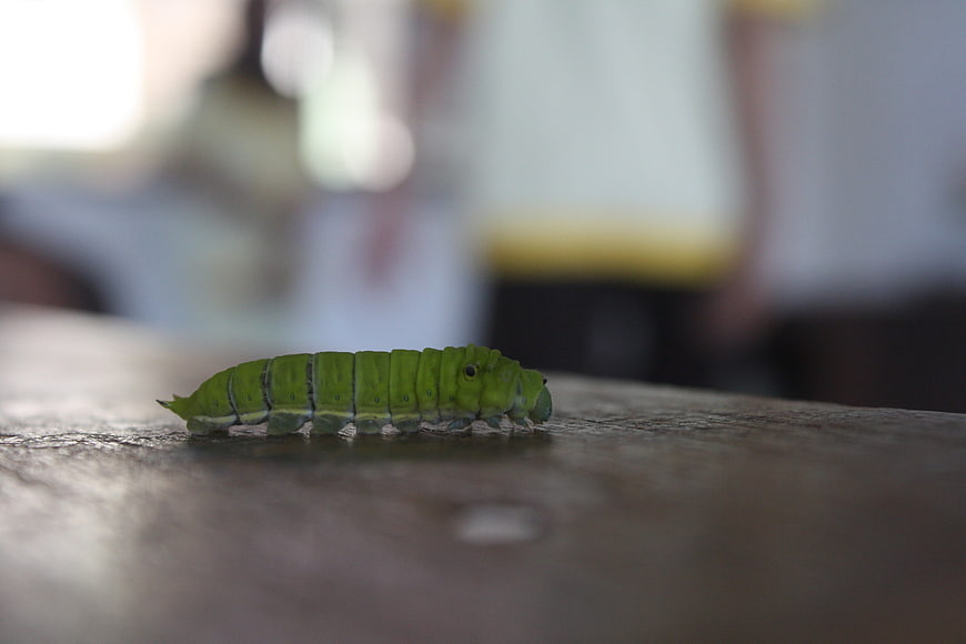 Green caterpillar crawling on wooden surface