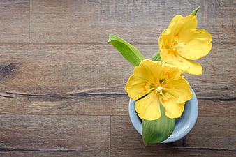 Top View Yellow Tulips in Blue Pot on Wooden Background