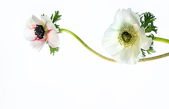 Two White Anemone Flowers on White Background