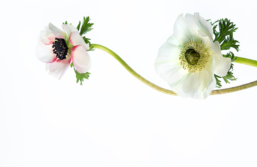 Two White Anemone Flowers on White Background