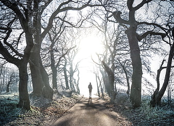 Lone figure walking down sunlit forest path in winter