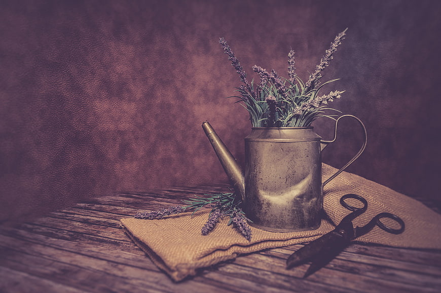 Vintage watering can with lavender and scissors on rustic wood