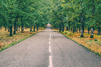 Asphalt Road Through Green Forest with Autumn Leaves