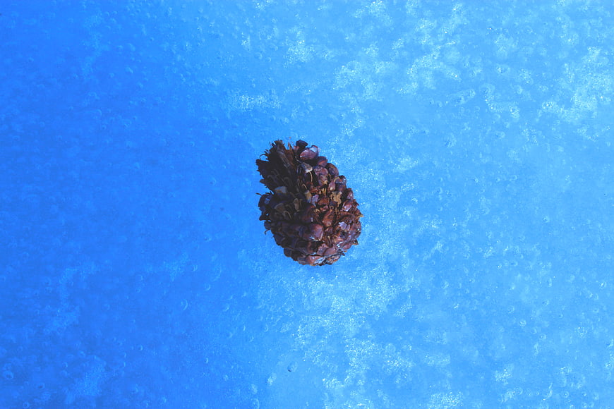 Frozen Pine Cone on Blue Ice Surface