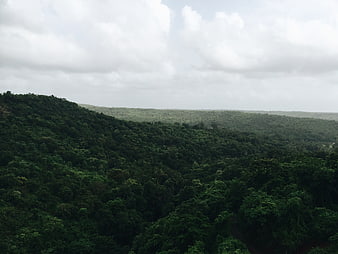 Lush green forest canopy on rolling hills under cloudy sky
