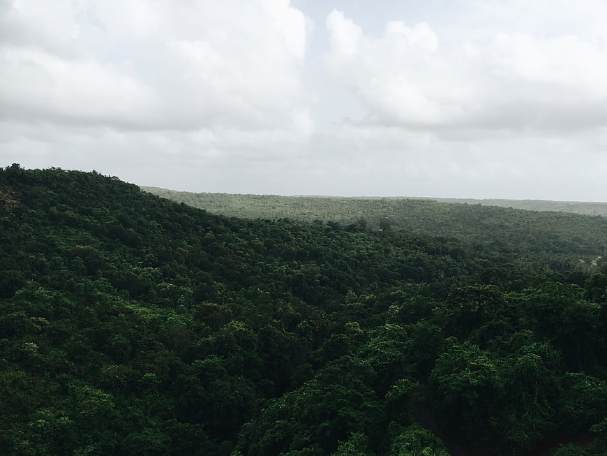 Lush green forest canopy on rolling hills under cloudy sky