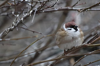 Fluffy Sparrow Perched on Winter Branch