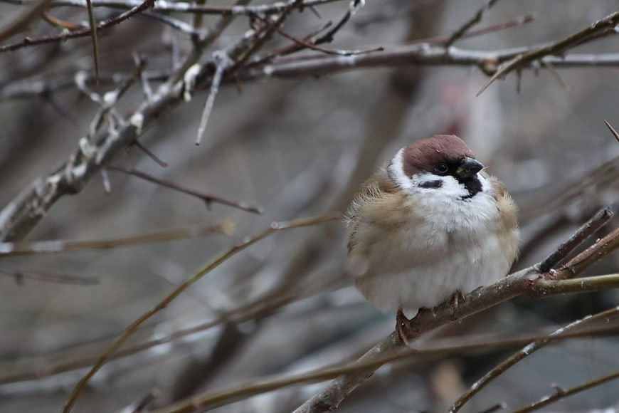 Fluffy Sparrow Perched on Winter Branch