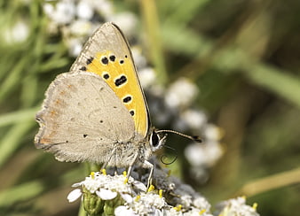 Close-up of a butterfly on white flowers