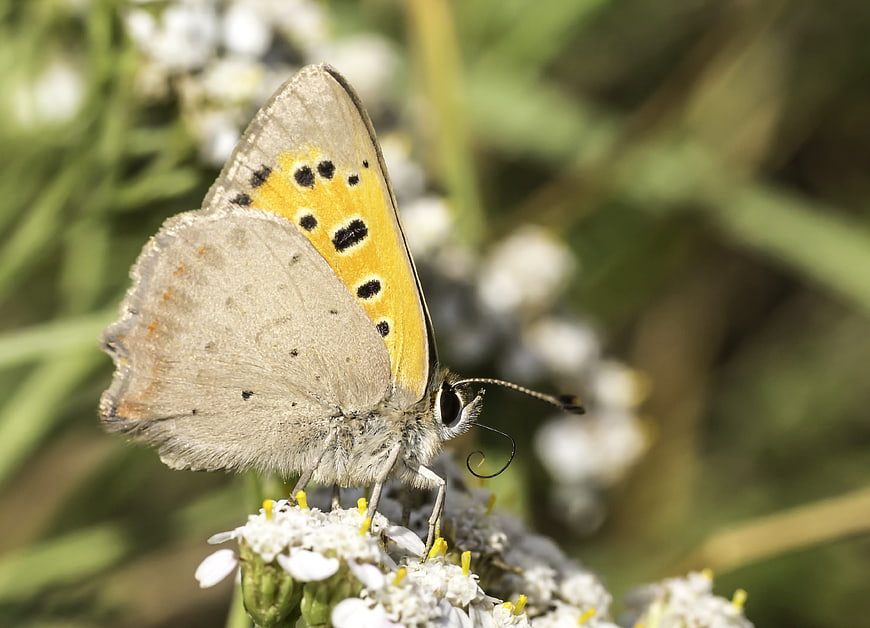 Close-up of a butterfly on white flowers