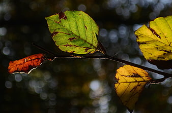 Autumn Leaves on Branch with Bokeh Background