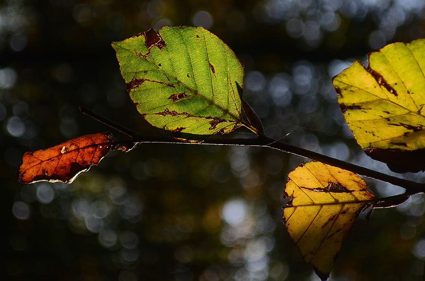 Autumn Leaves on Branch with Bokeh Background