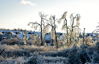 Frosty Winter Landscape with Icy Trees and Snowy Houses
