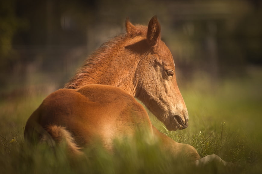 Chestnut foal resting in a sunlit green pasture