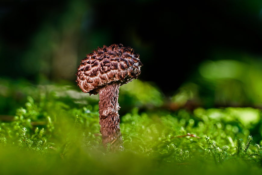Macro shot of a brown mushroom growing on vibrant green moss in a forest