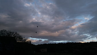 Dramatic cloudy sky at dusk with silhouetted birds and trees