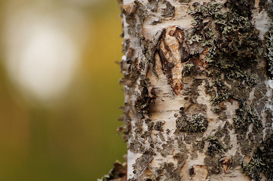 Close-up of textured birch tree bark with lichen
