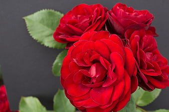 Vibrant Red Roses on Dark Gray Background