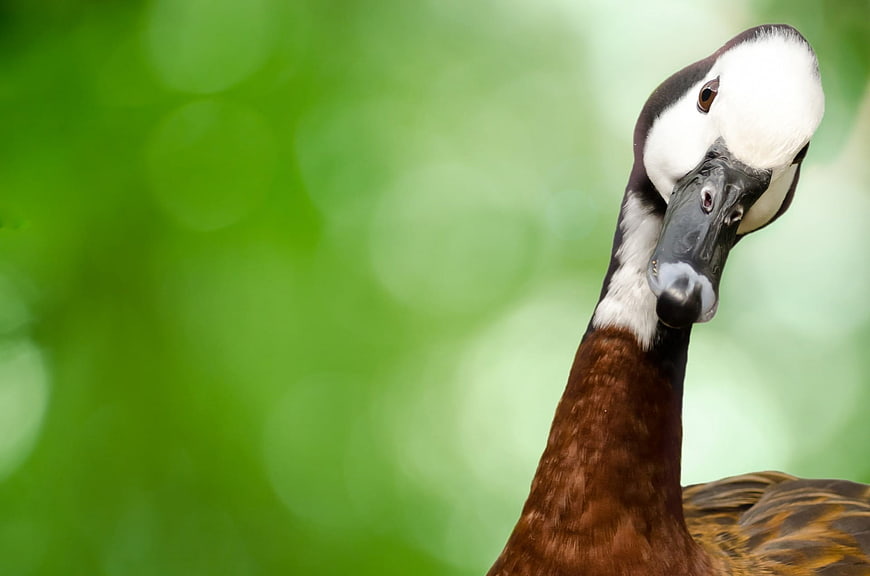 Close-up portrait of a male Brazilian Merganser duck head